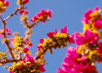 Chanel trucco Primavera Estate 2022