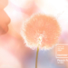 Colore Pantone 2024 Peach Fuzz