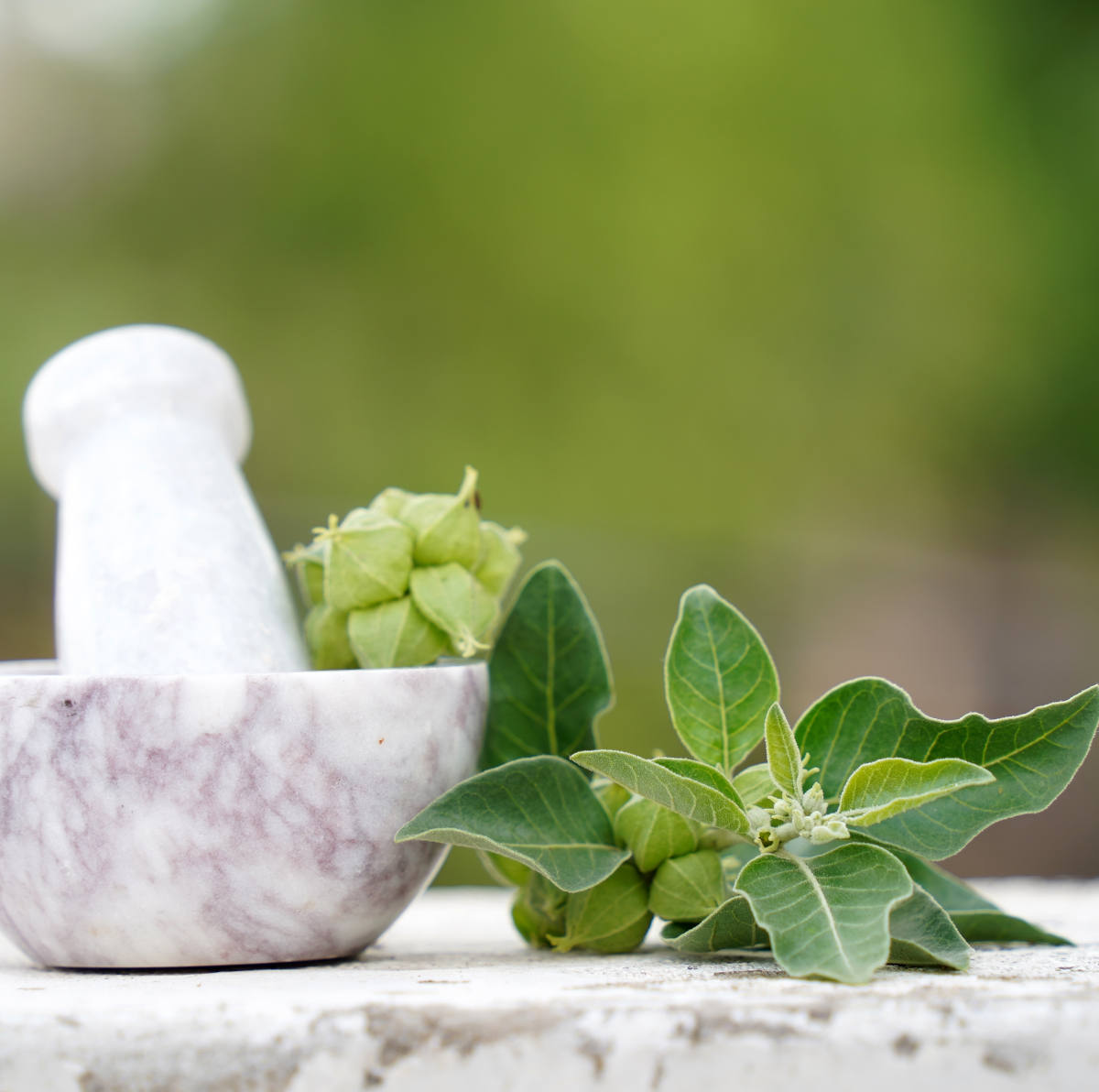 Ashwagandha, ingrediente del cortisol mocktail Ashwagandha, ingrediente del cortisol mocktail