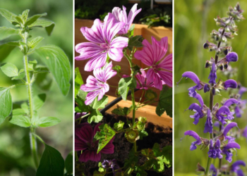 Erbe aromatiche dell'Alto Adige