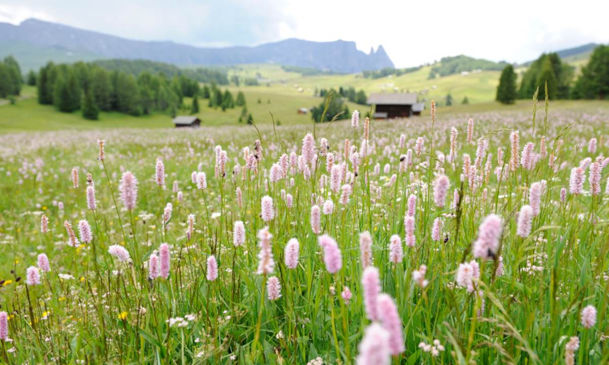 Estate a Siusi allo Sciliar